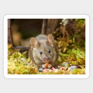 George the mouse in a log pile house Sticker